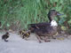 Des canards  St Sauveur