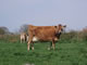 Les vaches de Jersey