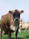 Les vaches de Jersey