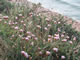 Sea Thrift - Armeria maritime